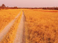 Damara Road